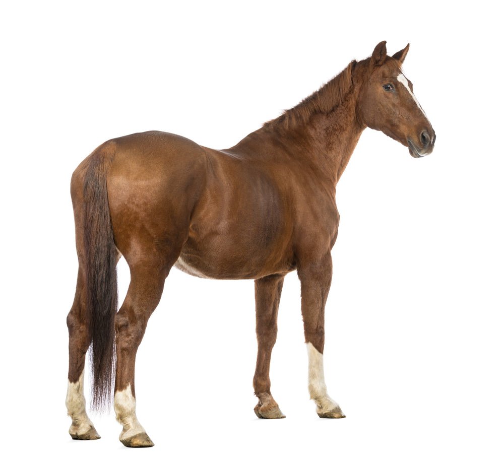 Understanding Horse Confirmation - SouthwesternEquine