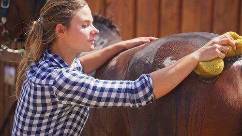 How to properly wash a horse.