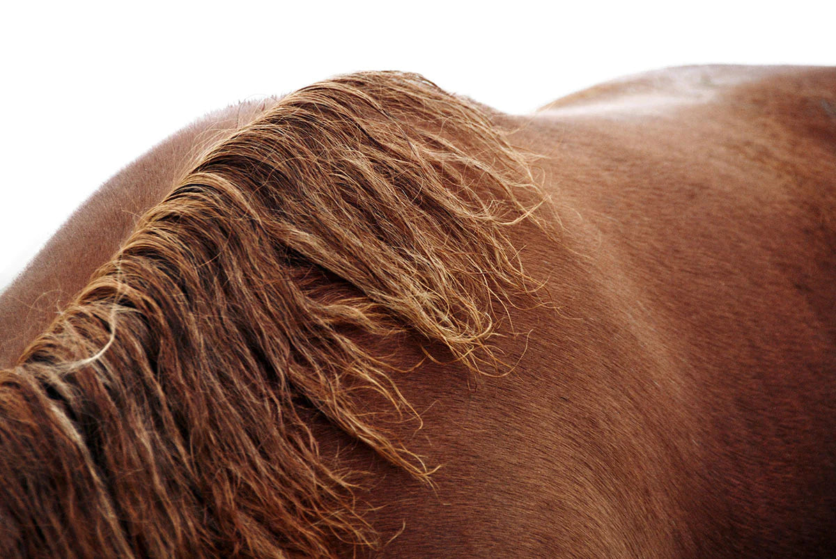 How to treat and prevent saddle sores on your horses back.