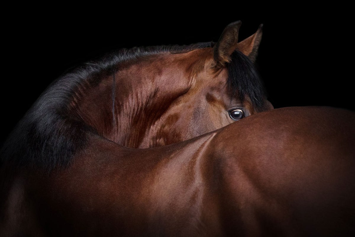 Bay horse looking back over its shoulder, showing its neck and back